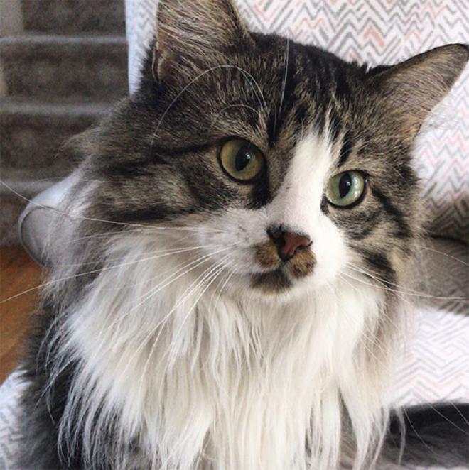 Серьезный кот 