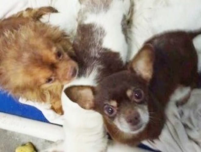 Щенки стоят