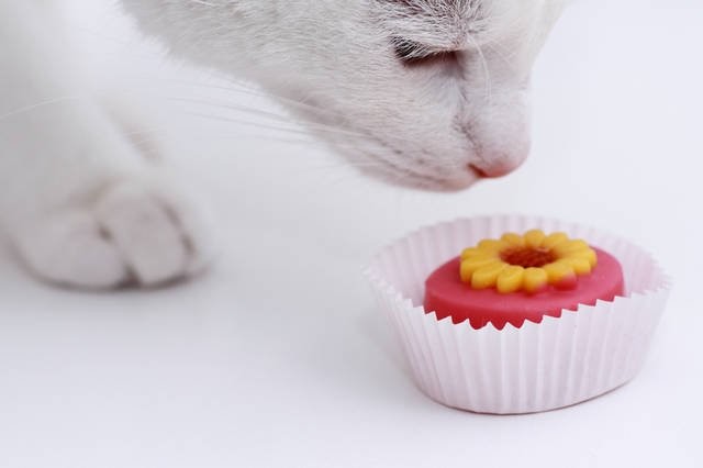 1. Кошки не чувствуют сладкого вкуса животные, коты, факты
