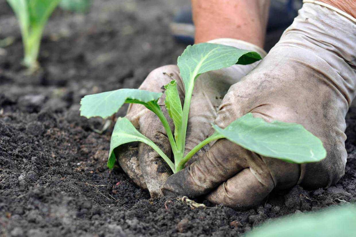Садоводы рассказали о способах спасти слишком вытянувшуюся рассаду томатов Садоводы рассказали о способах спасти слишком вытянувшуюся рассаду томатов Общество