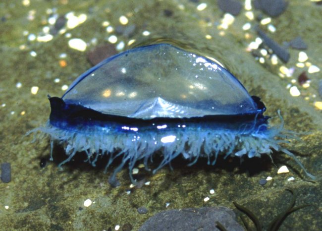 Velella velella необычное и уникальное существо в своём роде (3 фото)