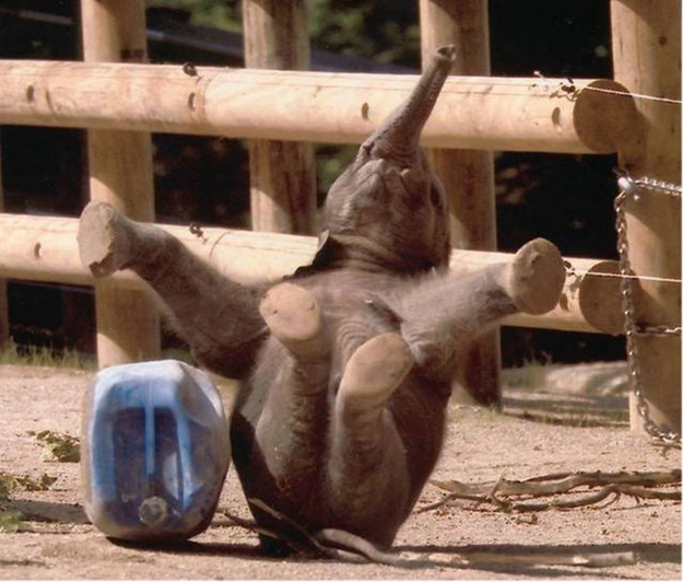 Улыбка в мире животных Улыбка в мире животных красивые фотографии,приколы,фото приколы,шикарные фотографии