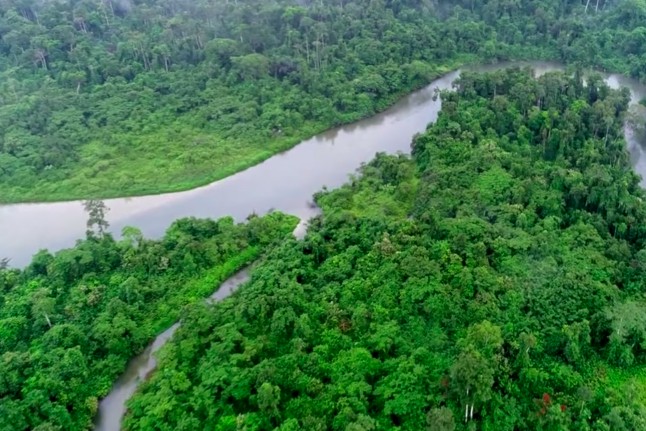 1-gorilla-jungle-view