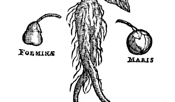 Привлечение денег с помощью мандрагоры