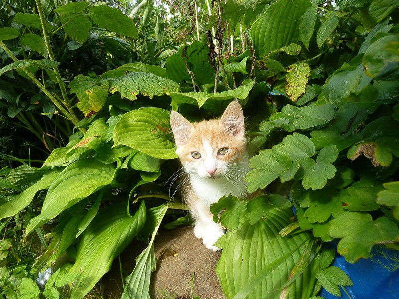 Москва, деревня, фоторепортаж, Россия