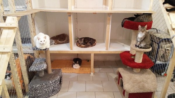 Помощь приюту для бездомных животных животные, коты, кошки, приют для животных, приют для кошек, своими руками