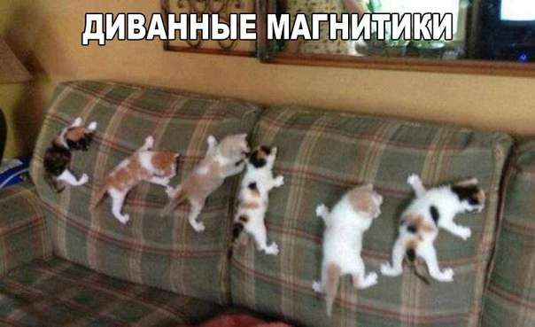 Забавный котопозитив