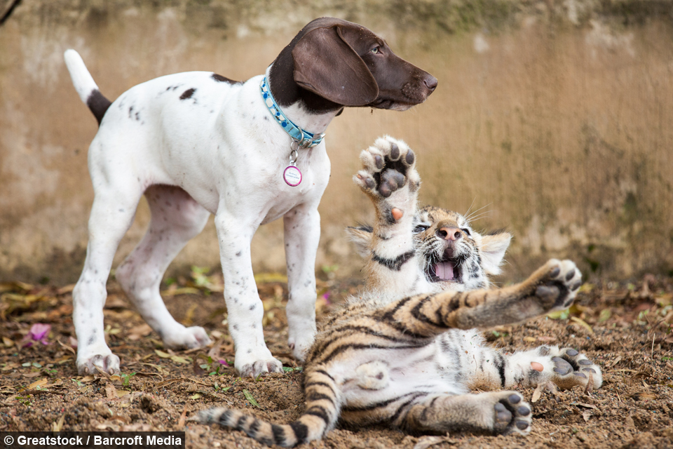 tiger-cub-puppy-friendship-1