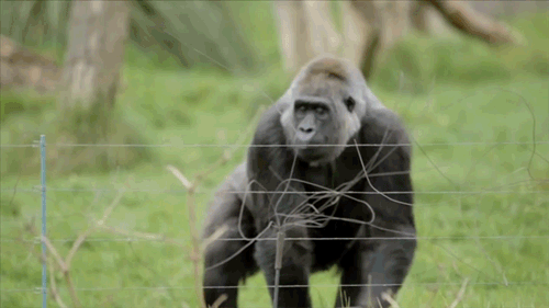 Обезьяна кидает обезьяну. Обезьяна злится. Горилла прыгает. Горилла гиф. Злая горилла.