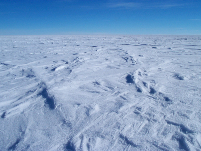 В Антарктиде подо льдами нашли существо, ранее неизвестное науке monstrillopsis planifrons,антарктида,арктика,наука,открытия,Пространство