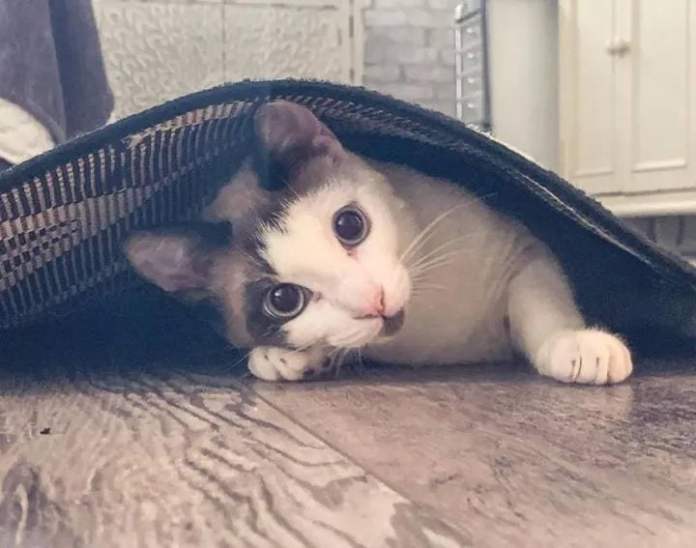 Без кота и жизнь не та