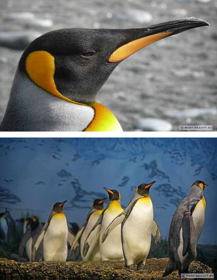 Королевский пингвин. CC0