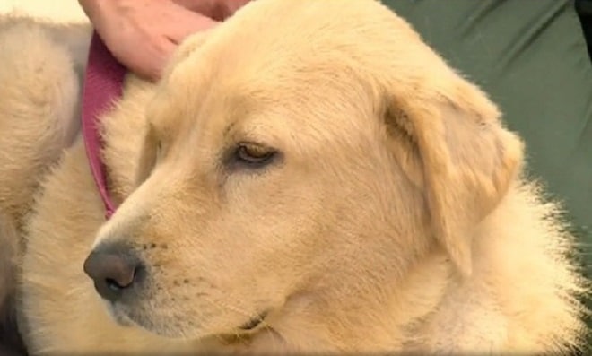 У собаки отказывали почки, а лечение не помогало. Спасти животное могла только необычная операция 