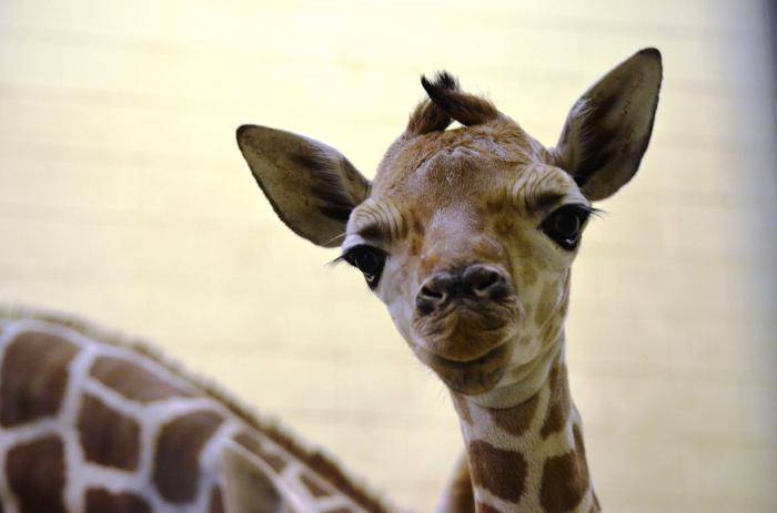 Интересно, как называется детеныш жирафа? Жирафенок?