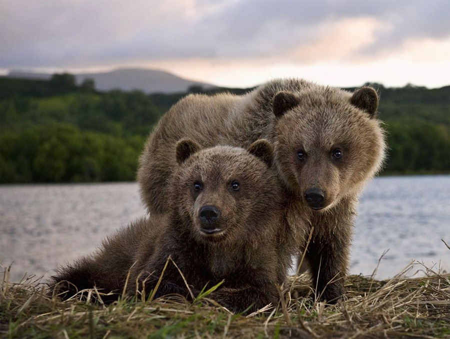 Невероятные фотографии медведей 4