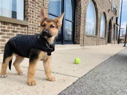 26 фотографий с животными, которые подарят позитив и вызовут улыбку 26 фотографий с животными, которые подарят позитив и вызовут улыбку mir-interes.info