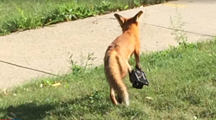 fox2