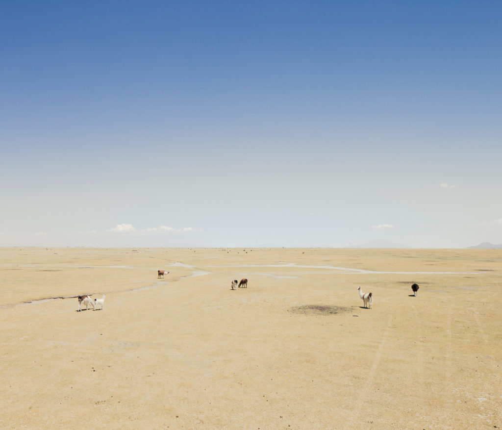 Сухой закон: как последние обитатели пустыни Атакама выживают без «права на воду» Сухой закон: как последние обитатели пустыни Атакама выживают без «права на воду» мир,фотография