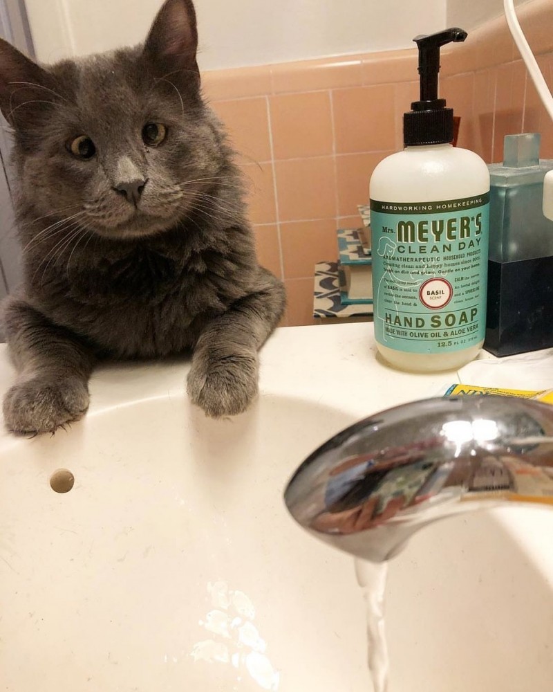 Очаровательный косоглазый кот по кличке Беларус Очаровательный косоглазый кот по кличке Беларус