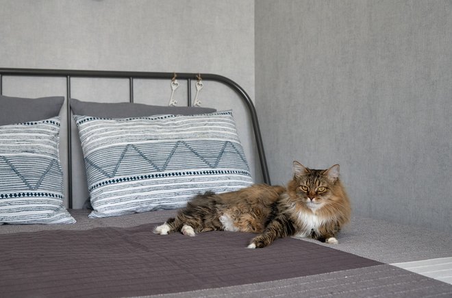 В гостях: Сканди-«однушка» с балконом для кота Маргарита, чтобы, кухне, можно, квартиру, мебели, хозяйка, только, квартиры, здесь, нравится, пришлось, радиаторы, ремонт, оттенка, карниз, такие, включая, белой, результат