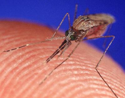 Малярийный комар в России: что необходимо знать