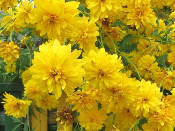 Рудбекия рассеченная var. hortensia. Фото с сайта plantarium.ru