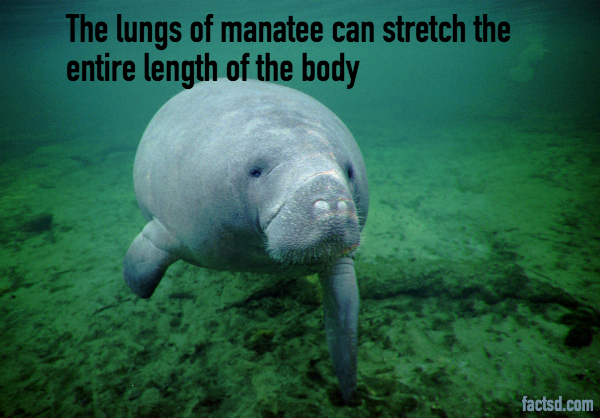 manatee facts