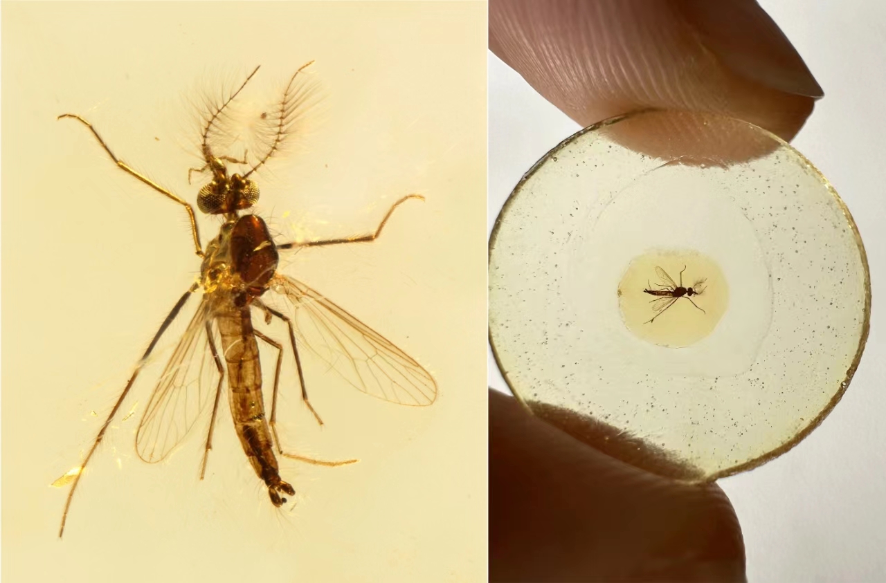 Что за новые вирусы обнаружили ученые у комаров и клещей в России и чем они опасны
