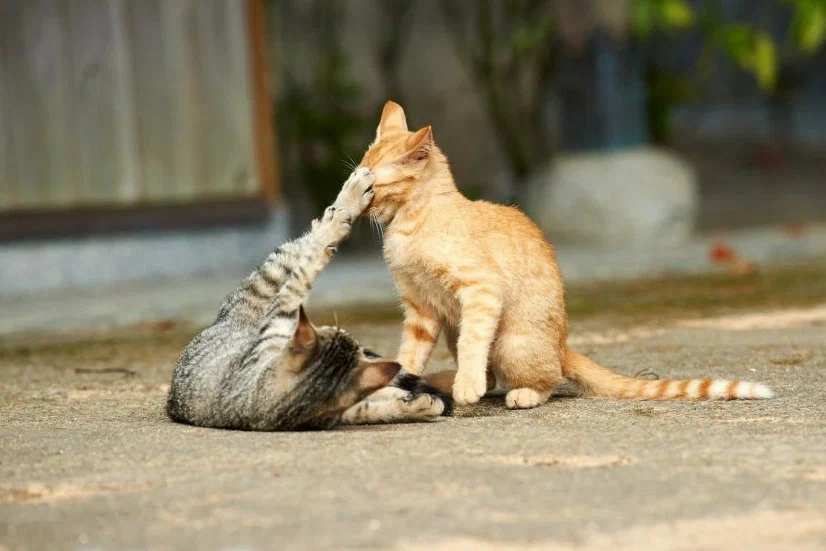 Котики - сладкие парочки Котики - сладкие парочки