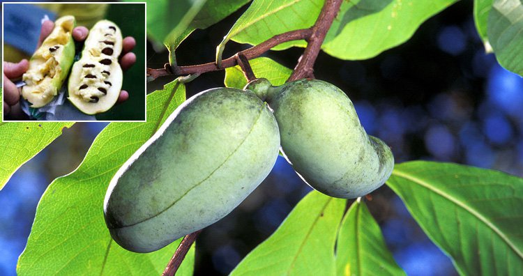 23 самых необычных фрукта и овоща, которые встречаются в природе 23 самых необычных фрукта и овоща, которые встречаются в природе