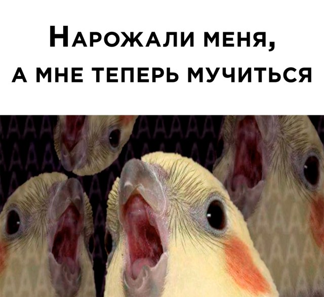 Подборка прикольных картинок приколы,смешные картинки,юмор