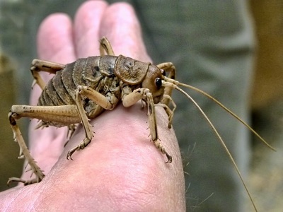 Чем отличается домовой сверчок от бананового 🐜