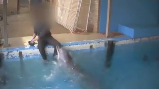 Зоофилка с дельфином видео смотреть