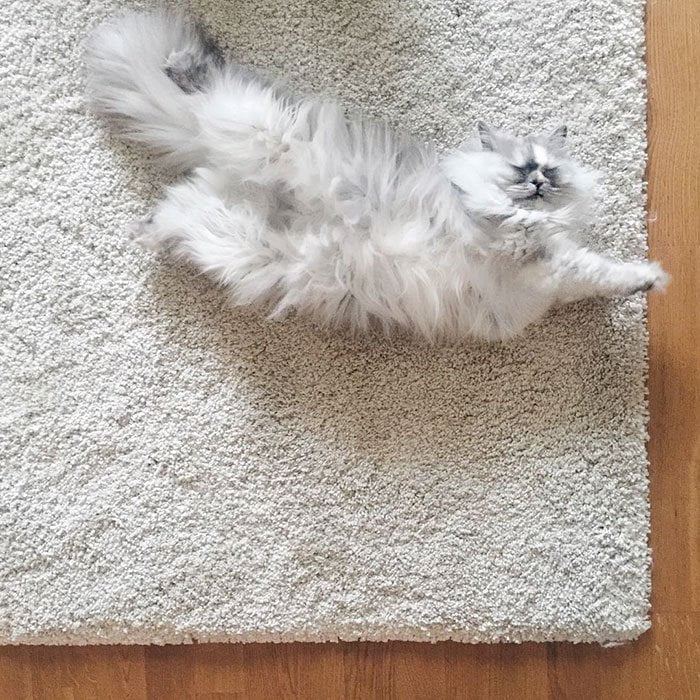 Без кота и жизнь не та