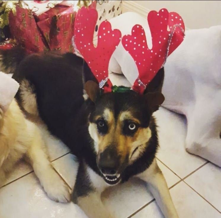 Новогодние собачки