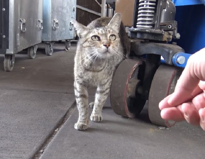 Кошка и рука