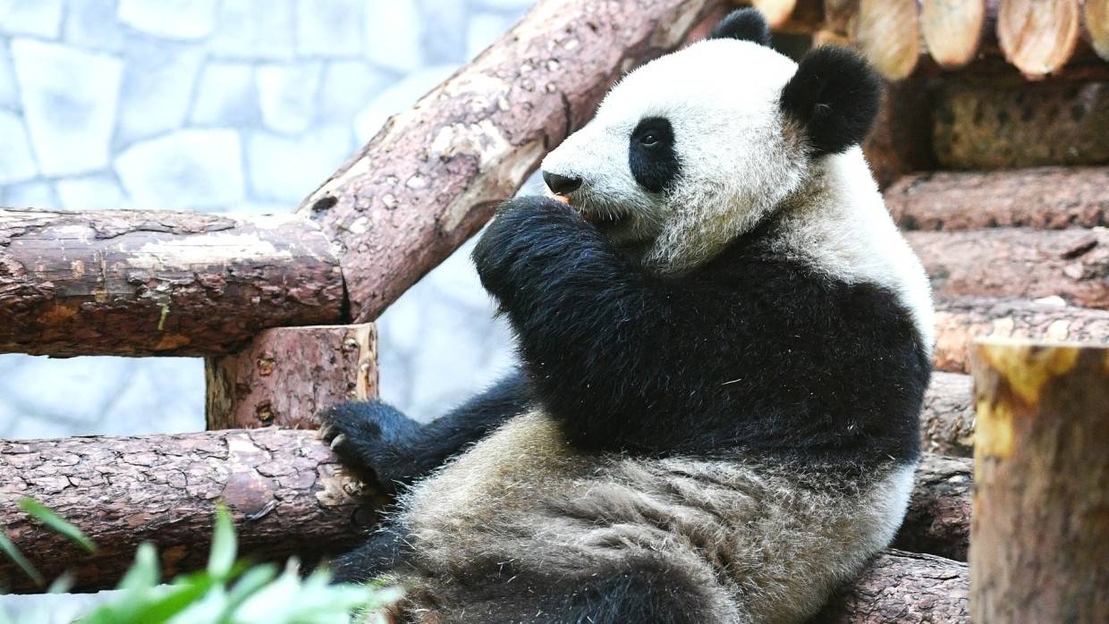 Сотрудники Московского зоопарка показали утренний моцион четырехлетней панды Диндин