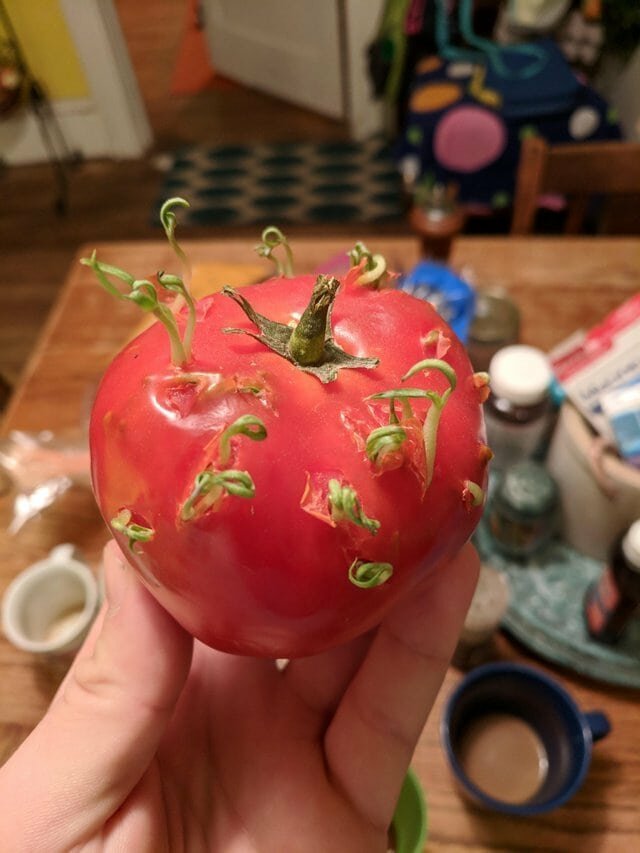 «Семена помидора начали прорастать прямо внутри» в мире, жизнь, красота, подборка, природа, удивительно, фото