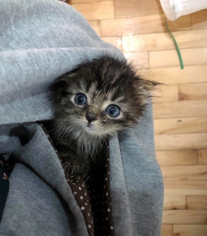 Котенок в кармане