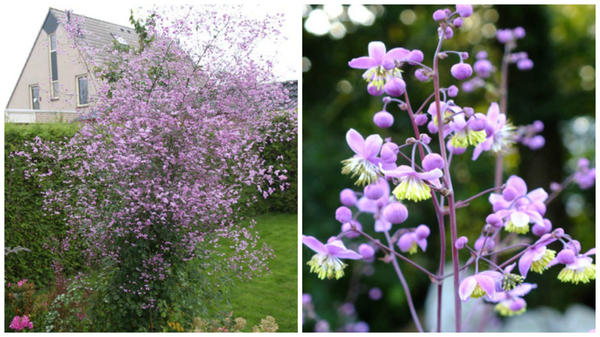 Василистник Делавея Splendide, фото сайта Allan Becker &amp;amp;amp;amp;amp;amp;amp;ndash; Garden Guru и соцветие крупным планом, фото сайта Dorset Perennials