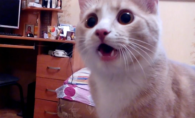 Российский кот думает, что он собака: хозяева снимают на видео