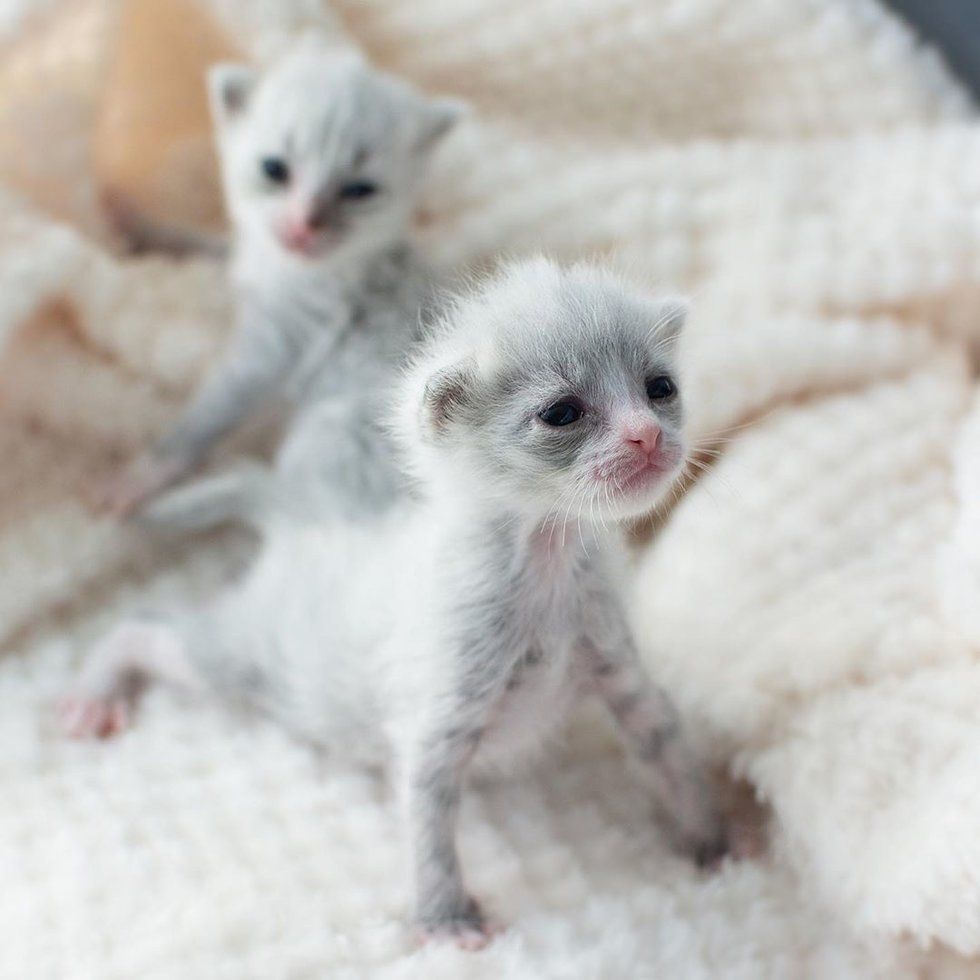 Недоношенные котята, обнявшиеся, чтобы выжить, получили помощь как раз вовремя 