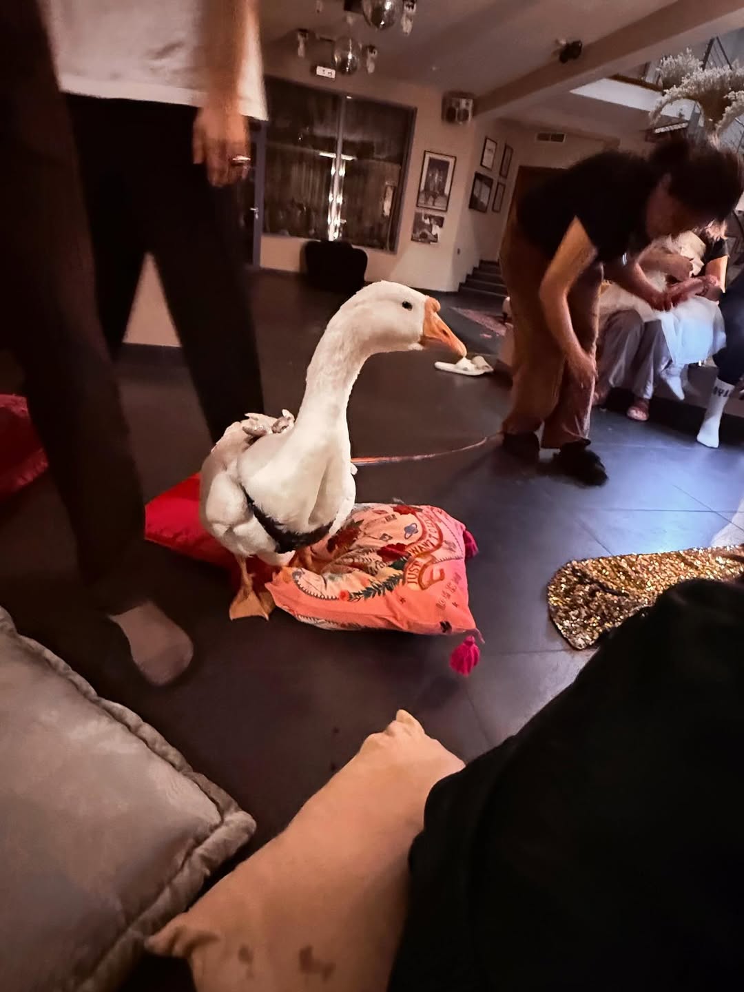  Валерия Гай Германика рассказала, зачем завела свинью