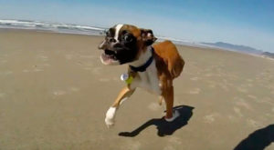 Мечты сбываются: первая прогулка двулапого пса по пляжу
