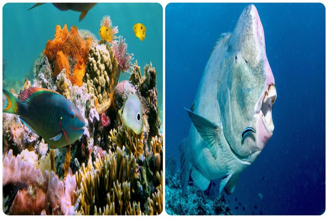 В течение долгого времени люди считали кораллы фотосинтетическим двигателем рифов. Но кораллы едят не так уж и много, и производят не так много пищи. Недостающим звеном была губка, часто скапливающаяся в их зарослях.