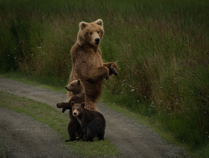 Самка бурого медведя стоит на страже двух своих детёнышей. Снято на полуострове Аляска.