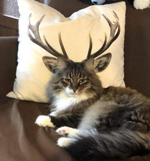 Ракурс решает всё Ракурс решает всё смешные картинки