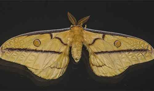 first computer bug was an actual moth