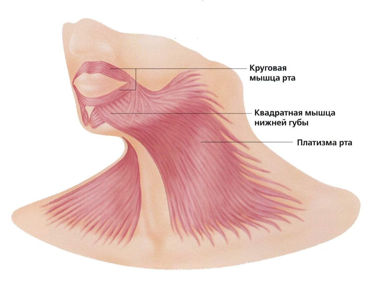 Красивая шея и молодое лицо: как укрепить главную мыщцу красоты простыми упражнениями за один месяц Красивая шея и молодое лицо: как укрепить главную мыщцу красоты простыми упражнениями за один месяц нижней, области, исходное, чтобы, делать, можно, нужно, назад, медленно, нижнюю, упражнение, трети, мышца, челюсть, платизмы, мышцы, голову, после, которая, плечами