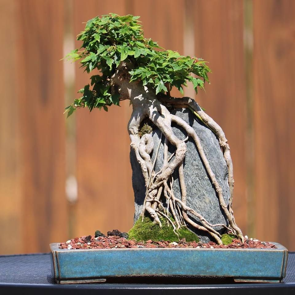 Карликовые деревья для дома: особенности ухода и фото уютных вариантов Карликовые деревья для дома: особенности ухода и фото уютных вариантов идеи для дома,комнатные растения